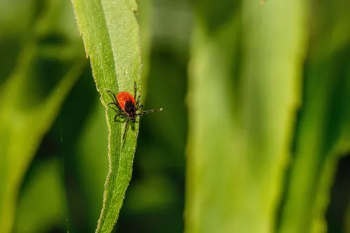 La maladie de Lyme sur le devant de la scène